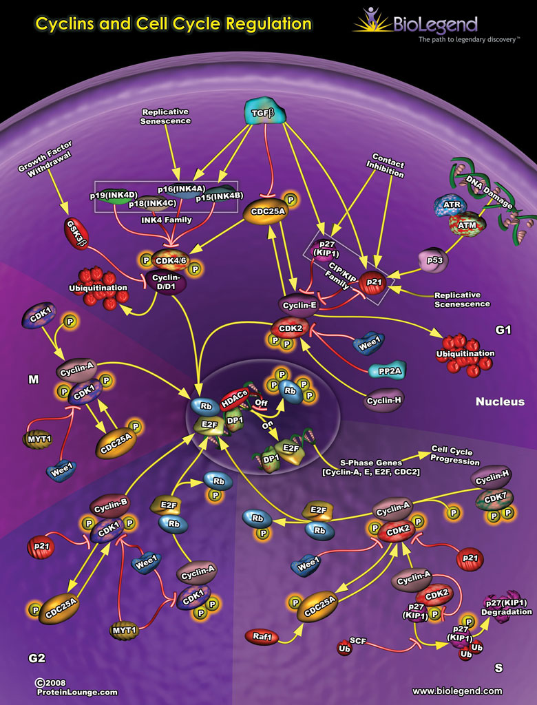 Cyclins and Cell Cycle Regulation